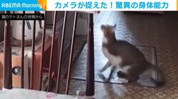 驚異の身体能力!! 冷蔵庫の上に猫が“華麗”に跳び上がる姿に「いくぞーっ」「凄いジャンプ」と感嘆の声