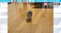 「最高の癒し」フクロウが独特な動きで“ヨチヨチ歩く”姿に「ぐるぐるウニョ〜んという動きも可愛い」