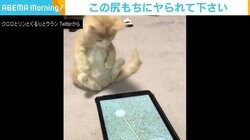 タブレットで遊ぶ子猫が尻もち…“半端な気持ちで観たらヤられる”動画に悶絶する人続出