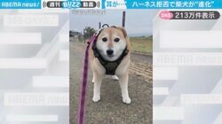 「拒否柴の進化系？」散歩拒否でハーネスが被さってしまった柴犬に「ドラえもんみたいになっちゃった」など反響