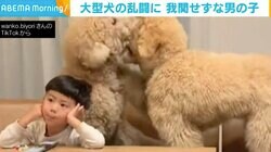 大型プードルの乱闘VSノーリアクション男子！ 動揺しない理由とは？