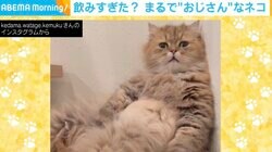 まるで飲みすぎたおじさん？ 猫が壁にもたれてうつらうつら… くつろぐ姿に「中に人間入ってる？」の声