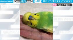 むにゃむにゃと寝言が聞こえてきそう…手のひらで爆睡するインコが可愛すぎると反響「何度見ても可愛い」