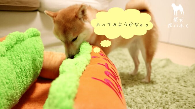 これぞリアルホットドッグ！ 柴犬だいふく「僕もホットドッグになれるかな」 5枚目