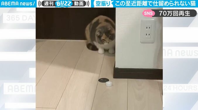 狙いを定めるも…不器用な猫のハンティングが予想外の結末に「可愛くてずっと笑ってるww」「このどんくささに親近感」 1枚目