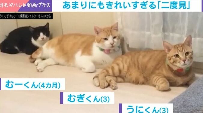 うにくん、むぎくん、むーくん