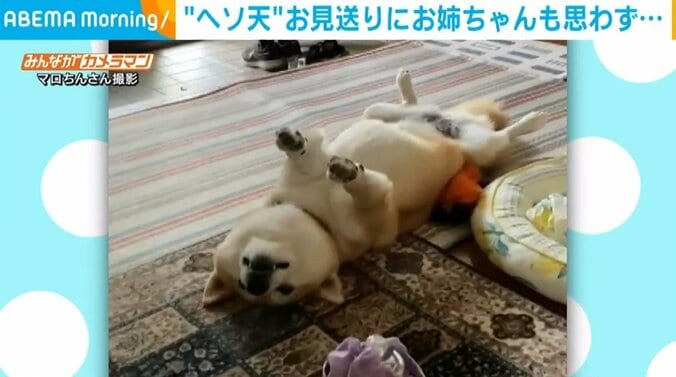 かまってちゃんな柴犬 “ヘソ天”で見送るキュートな姿に飼い主もほっこり 1枚目