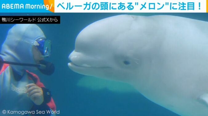 ベルーガ