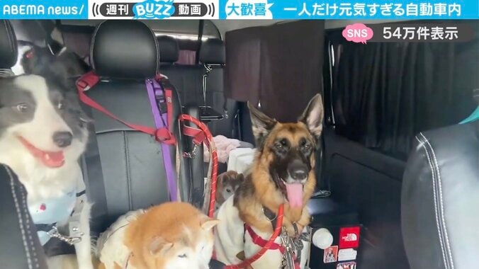 9匹の犬たちとドライブ