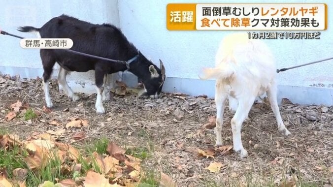 2頭で月10万円ほど