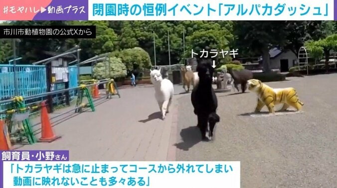 アルパカ