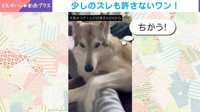 コディくん