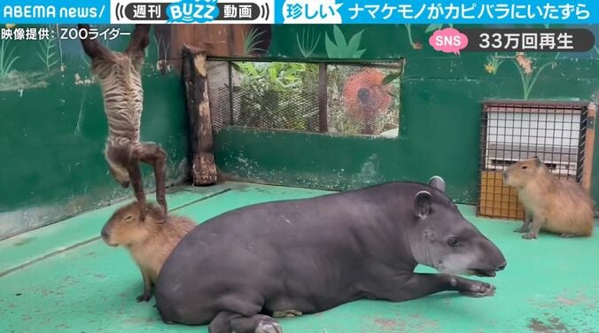 貴重映像！じっとしてるナマケモノが珍しく動いた… と思ったら、なんとカピバラにまさかの“ゆるい”イタズラ 「平和すぎる」「みんな仲良しwww」 1枚目