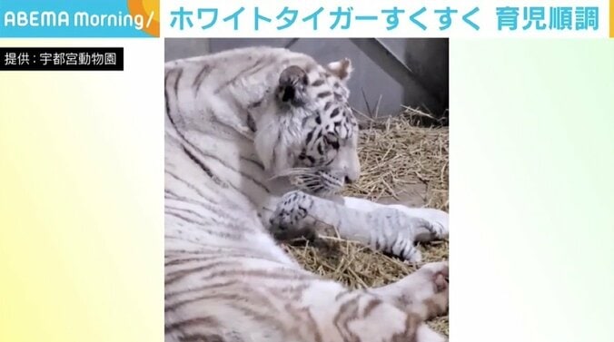 ホワイトタイガーの赤ちゃん、困難の連続も親子の姿が見られるまでに 「どう育つのかワクワク」 1枚目