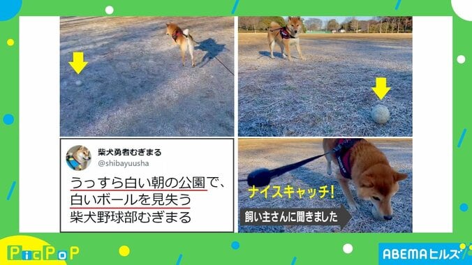 柴犬が投げられたボールを探すも…霜が降りた芝生と同化して見失う姿に飼い主「可愛くて録画した」 1枚目