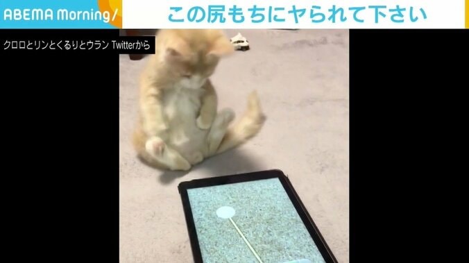 タブレットで遊ぶ子猫が尻もち…“半端な気持ちで観たらヤられる”動画に悶絶する人続出 1枚目