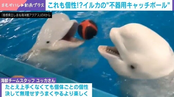 “不器用”なシロイルカのランゲルくん