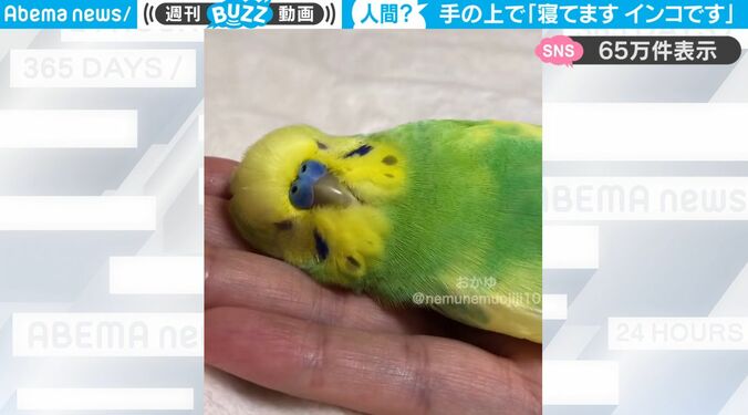 むにゃむにゃと寝言が聞こえてきそう…手のひらで爆睡するインコが可愛すぎると反響「何度見ても可愛い」 1枚目