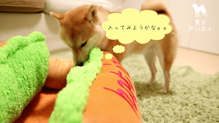 これぞリアルホットドッグ！ 柴犬だいふく「僕もホットドッグになれるかな」