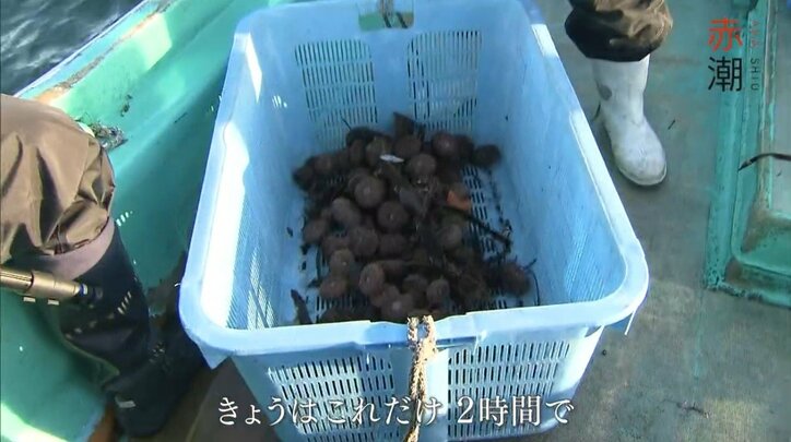北海道の最高級ブランド「昆布森のウニ」が赤潮で窮地に…“ウニ一筋50年”の漁師の嘆き