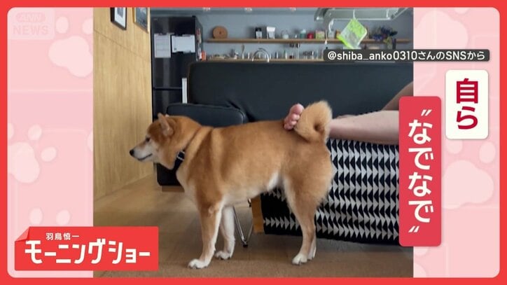 「セルフ“なでなで”するワン」 飼い主の足で背中なでなでする豆柴 どんな気持ち?