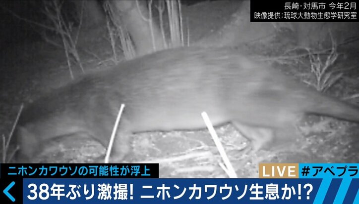 「環境改善で個体数が増えていくこともあり得る」 “カワウソ発見”の伊澤教授を直撃