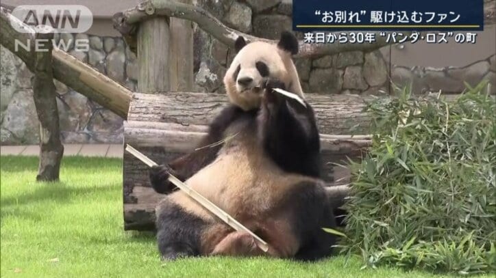 竹を食べるパンダ