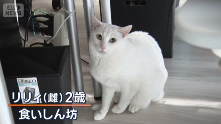 リリィ（雌）2歳