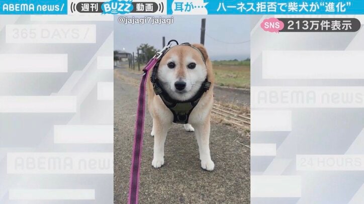 柴犬のゆずちゃん