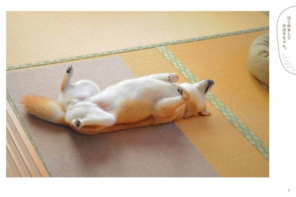 ネットミーム“Doge”のモデル柴犬「かぼすちゃん」 生涯を振り返る写真集が3月14日発売へ | エンタメ総合 | ABEMA TIMES |  アベマタイムズ