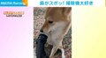 掃除機に顔を吸ってもらおうとする柴犬 予想通りの“結末”に飼い主爆笑「家事の合間の癒しになりました」