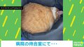 カバン奥で微動だにしない猫 まるで石のような一部始終に獣医もニッコリ 「大学行く直前の自分」など240万回再生