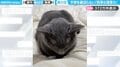 眠くてたまらない猫…見事な“寝落ち”をする瞬間に「ラスト声出して笑ったw」「オチ分かっていても見てしまう」と反響
