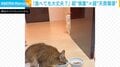 「あいつ、毒モリモリ食ってるやん…」一心不乱に食べる猫を、物陰から見つめる猫に「ホラーで笑った」「家政婦は見た!みたいなアングル」などの反響続々