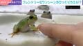 “食いしん坊”カエルと握手→まさかの展開が大反響 「癒される」「狂気を感じる」「緩急が素晴らしい」などの声