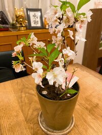 堀ちえみ『ありがとうございました！』