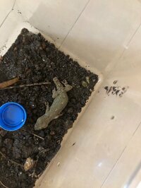 ダイアモンド☆ユカイ『俺の頼音』