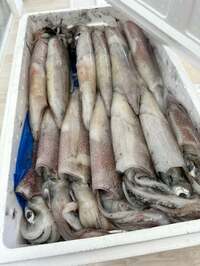 杉浦太陽『釣りに出られず、すると…』