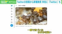 【映像】投稿から新種発見 学名にも“Twitter”？