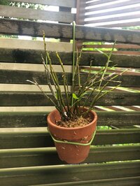 研ナオコ『頂き物』