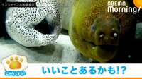 【映像】「誰かアテレコしてくださいw」横に並んで交互に口をパクパクさせるウツボ