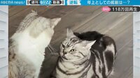 「絶対イラついてるｗ」年下ネコにナメられ放題、必死に耐える先輩ネコの表情が話題