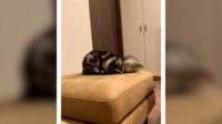 「はじめて見た」猫が“ごめん寝”する瞬間