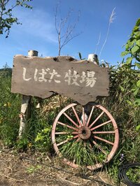 草刈正雄『大活躍！』