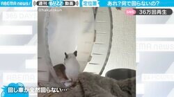 「お腹痛いほど笑った」赤ちゃんデグーが回らない回し車に奮闘 まさかの“ストッパー”の正体にネット爆笑