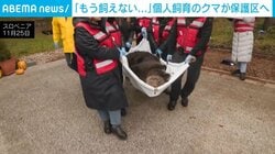 「もう飼えない…」個人飼育のクマを麻酔で眠らせ保護区に移送 スロベニア
