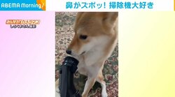 掃除機に顔を吸ってもらおうとする柴犬 予想通りの“結末”に飼い主爆笑「家事の合間の癒しになりました」