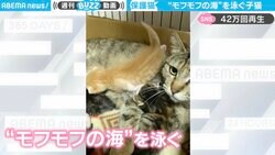 ママ猫の上を“泳ぐ”子猫が「冒険家ですねー！」と話題に “毛皮の荒波”をもふもふ越える姿が「可愛すぎます！！！」
