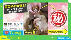 国宝級の可愛さ!! ずっと見ていたい猫の“愛くるしい寝相”に「疲れてる時の私の寝相と一緒！」「後世に残すべき尊さ！」と癒される人続出