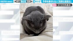 眠くてたまらない猫…見事な“寝落ち”をする瞬間に「ラスト声出して笑ったw」「オチ分かっていても見てしまう」と反響